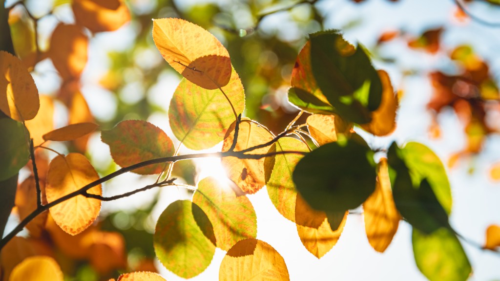soins énergétiques 